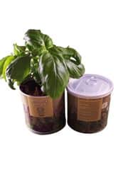 פחית תבלין ממותגת