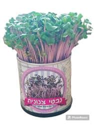 פחית נבטים 2.