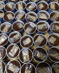 פחית תבלין ממותגת