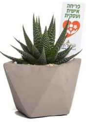 עציץ מבטון ממותג