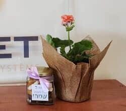 מארז עציץ ופירות יבשים