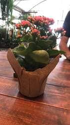 מארז עציץ ופירות יבשים